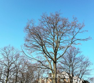 Bäume und der Himmel über Köln