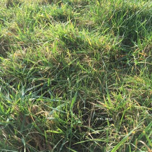 ein Stück grünes Gras